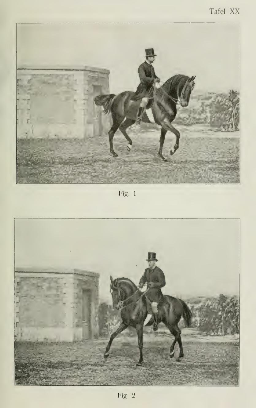 Grundsätze der Dressur und Reitkunst, скан 235 из 530