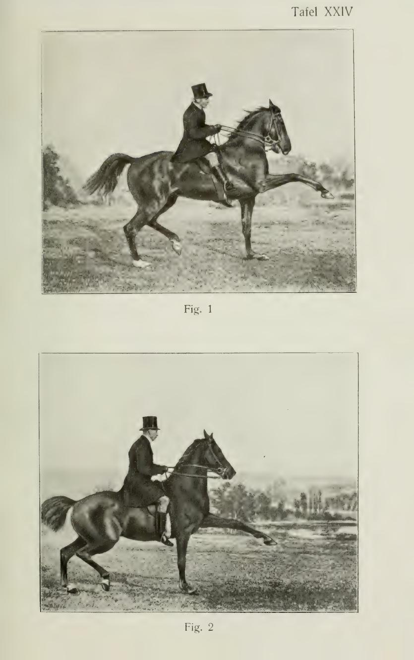 Grundsätze der Dressur und Reitkunst, скан 403 из 530