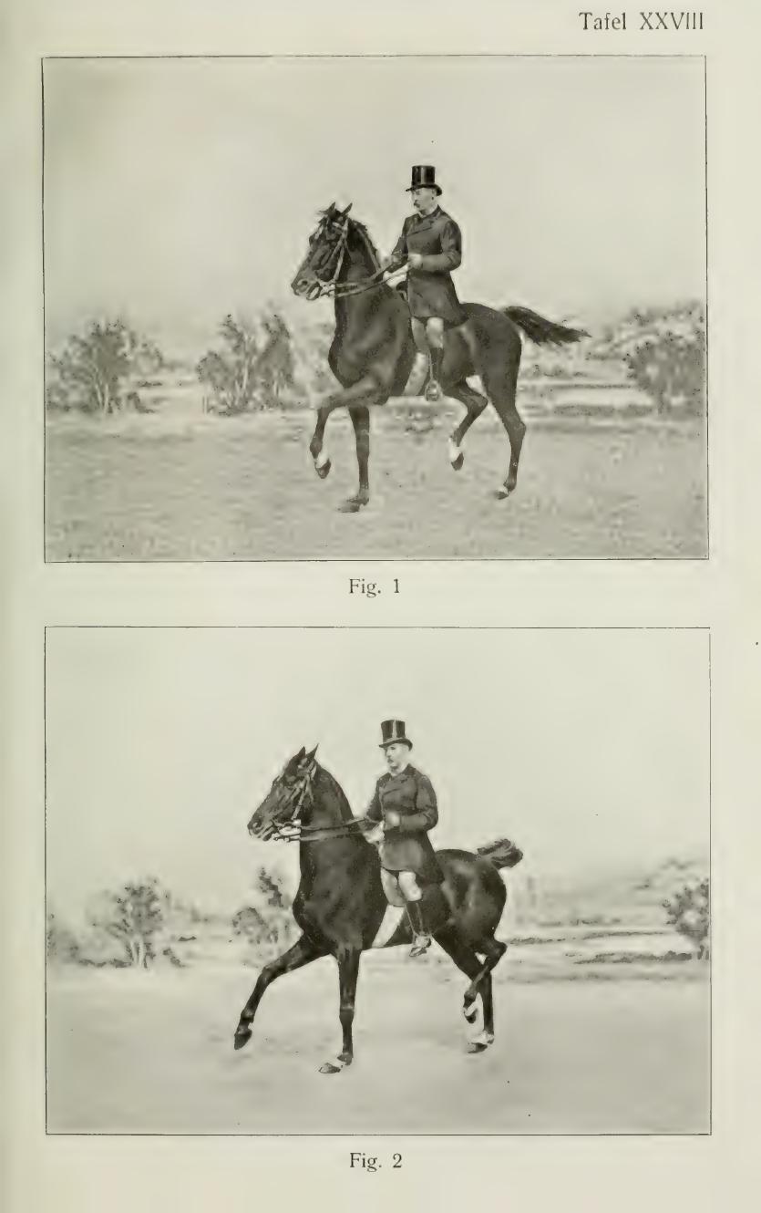 Grundsätze der Dressur und Reitkunst, скан 433 из 530