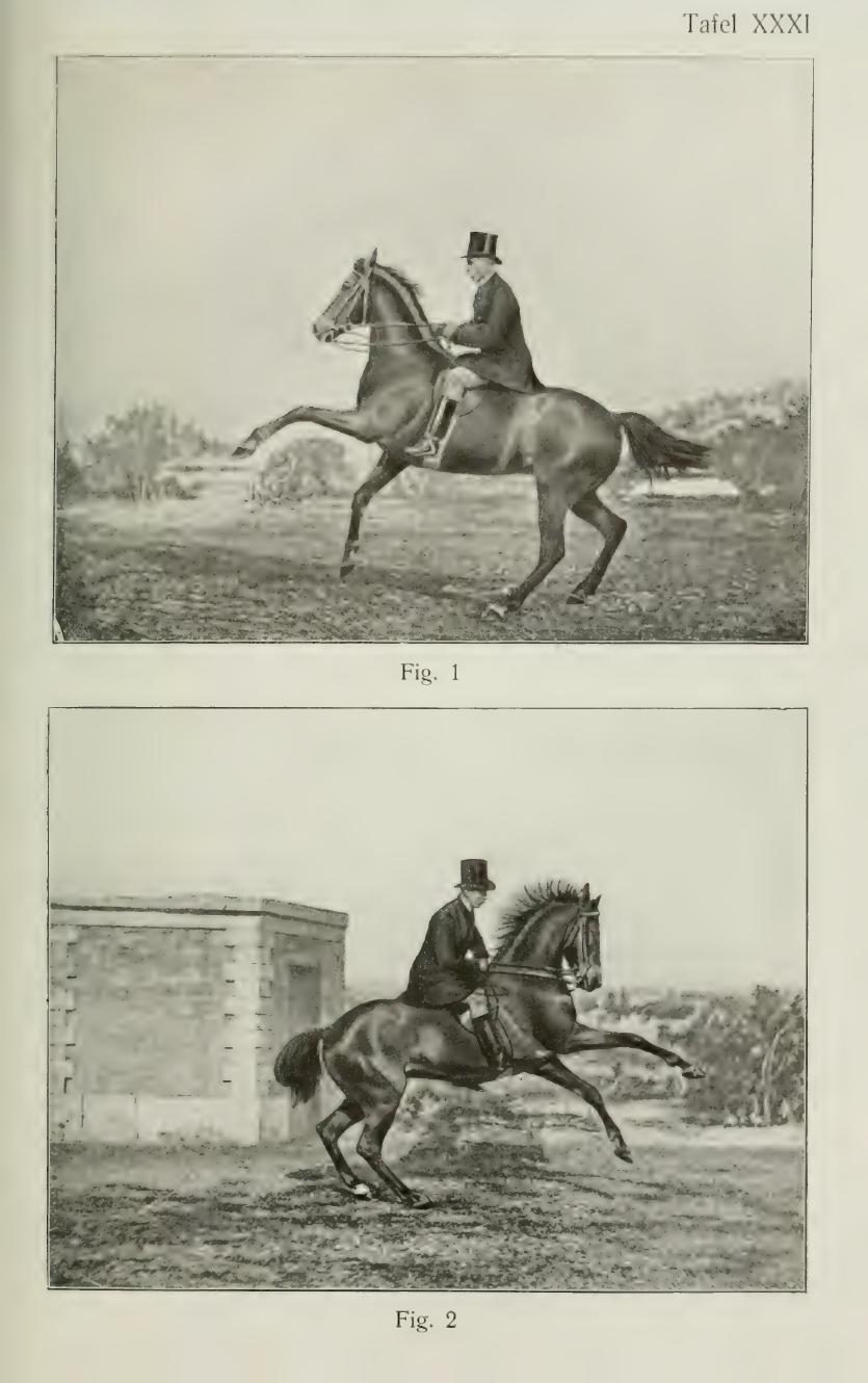 Grundsätze der Dressur und Reitkunst, скан 459 из 530