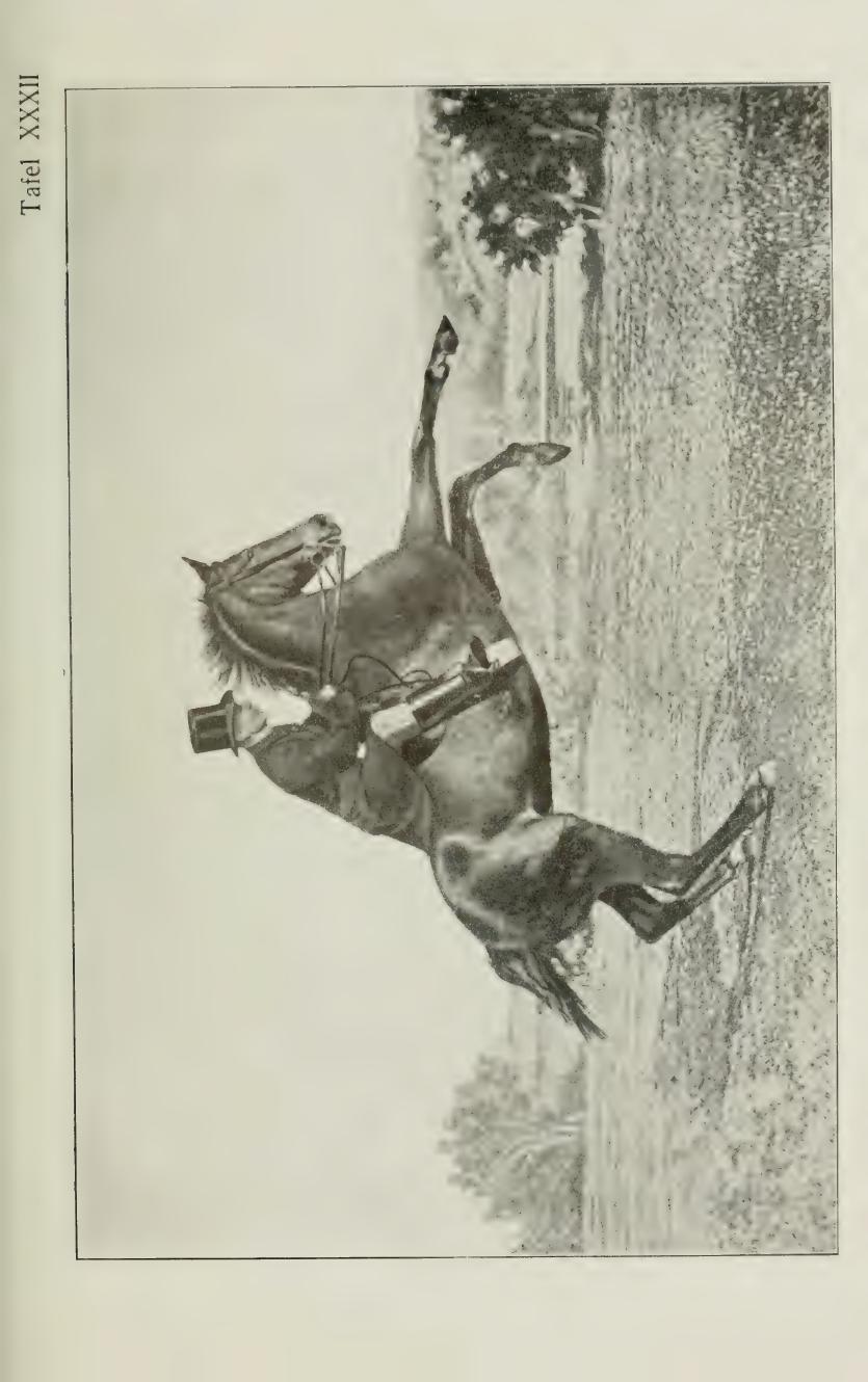 Grundsätze der Dressur und Reitkunst, скан 463 из 530