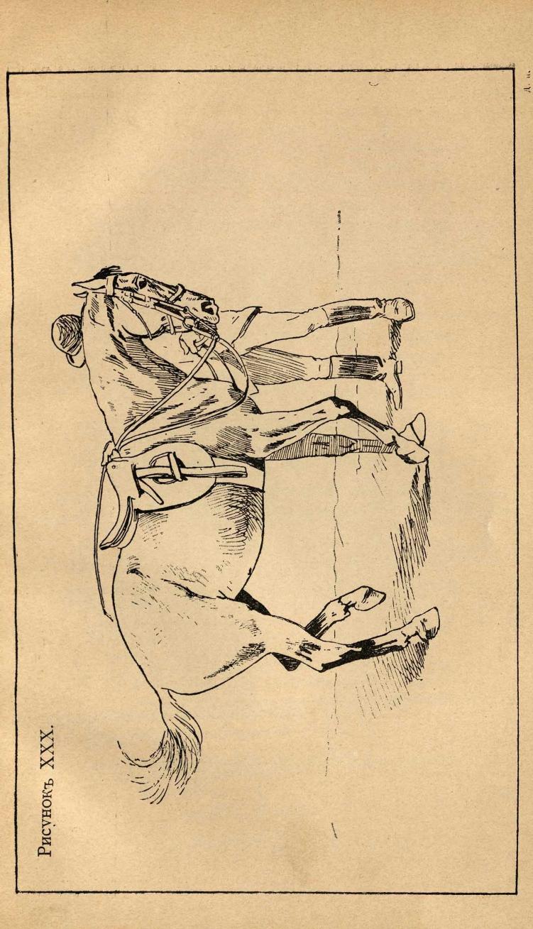 Основы выездки и езды (1901), скан 343 из 414