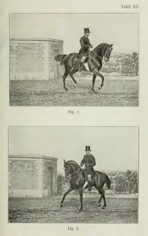 Tafel XX Fig. 1 Fig 2