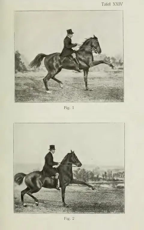 Tafel XXIV Fig. 1 Fig. 2