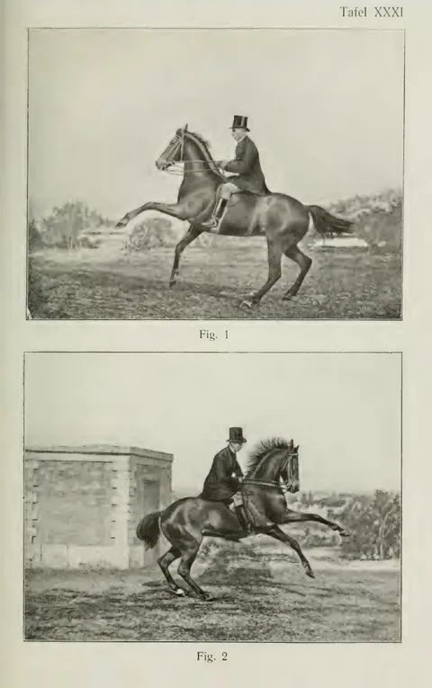 Tafel XXXI Fig. 1 Fig. 2
