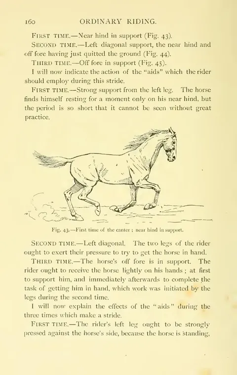 Fig. 43. — First time of the canter ; near hind in support.
