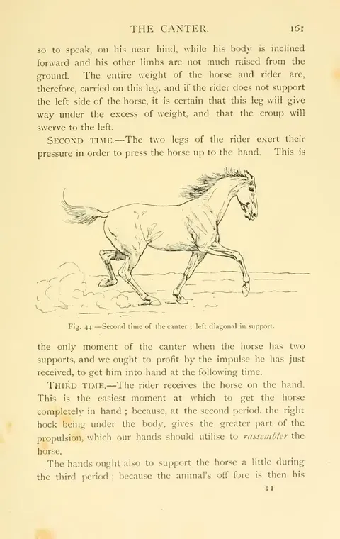 Fig. 44. — Second time of the canter ; left diagonal in support.