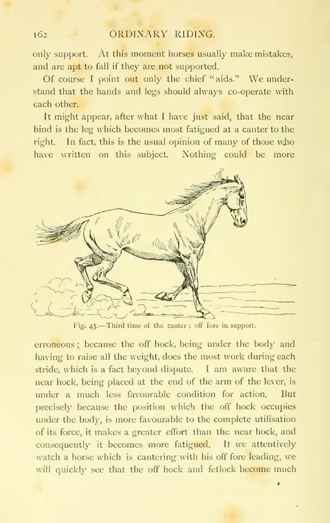 Fig. 45. — Third time of the canter ; off fore in support.