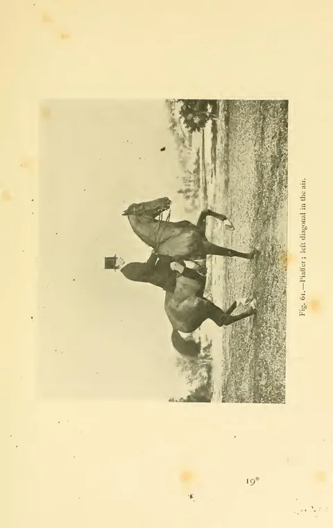 Fig. 61.—Piaffer ; left diagonal in the air.