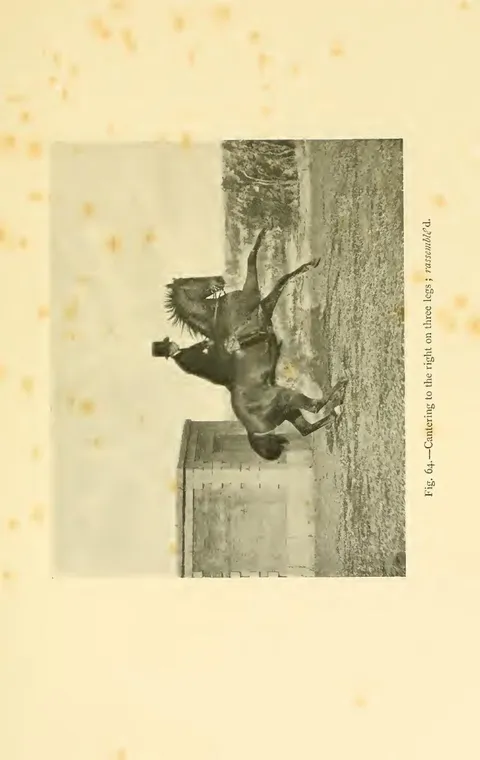 Fig. 64.—Cantering to the right on three legs ; rassemblé'd.