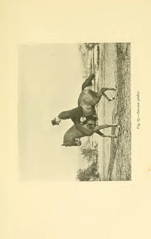 Fig. 67.—See-saw piaffer.