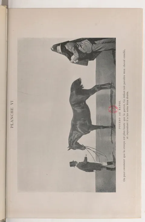 PLANCHE VI POVERO AU REPOS. On peut constater que la croupe est plus haute que le garrot. Ce défaut fait paraître mon cheval ensellé, et cependant il a les reins bien droits.