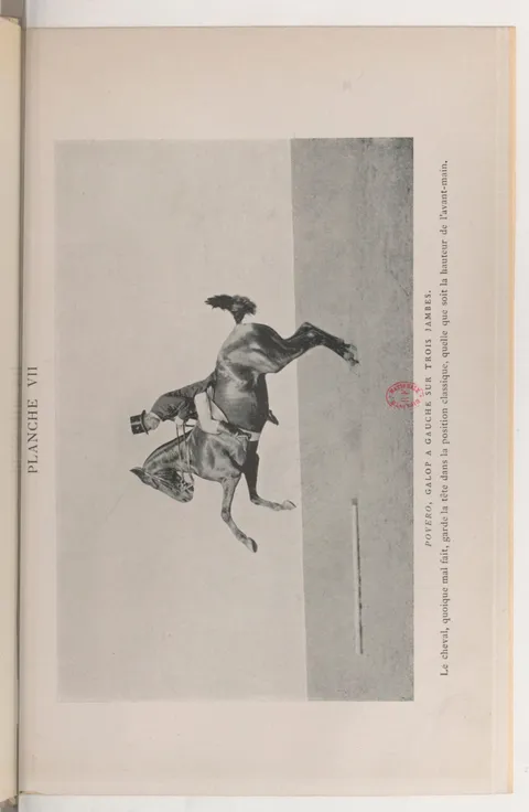 PLANCHE VII POVERO, GALOP A GAUCHE SUR TROIS JAMBES. Le cheval, quoique mal fait, garde la tête dans la position classique, quelle que soit la hauteur de l'avant-main.