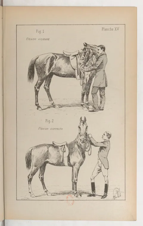 Planche XV Fig. 1. Flexion vicieuse. Fig. 2. Flexion correcte.