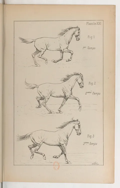 Planche XXI Fig. 1. 1er Temps Fig. 2. 2ème Temps Fig. 3. 3ème Temps