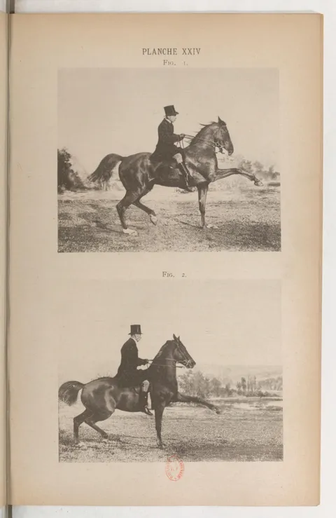 PLANCHE XXIV Fig. 1. Fig. 2.