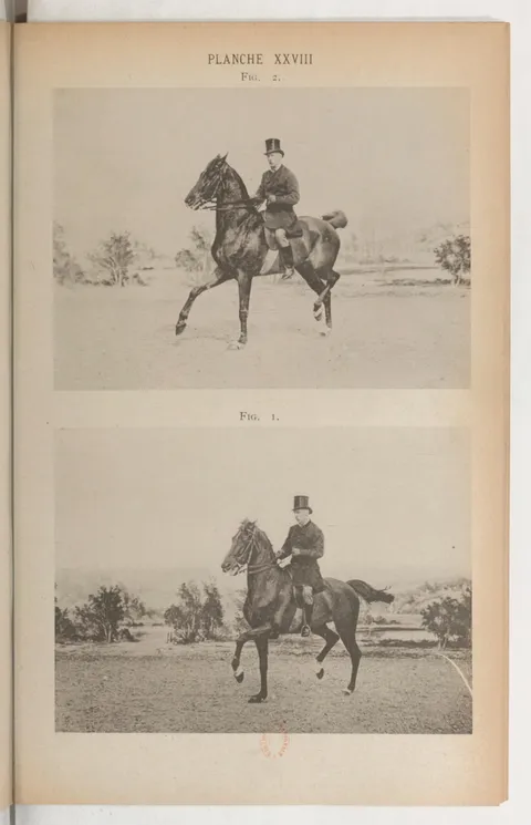 Planche XXVIII Fig. 2. Fig. 1.