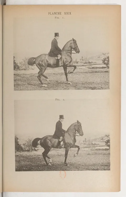 Planche XXIX Fig. 1. Fig. 2.