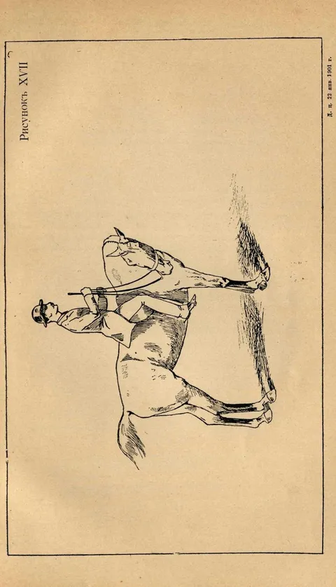 Рисунок XVII